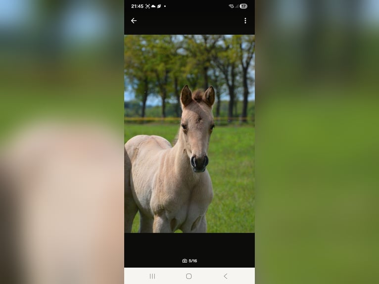 Quarter horse américain Jument Poulain (04/2026) 152 cm Buckskin in Nordhorn
