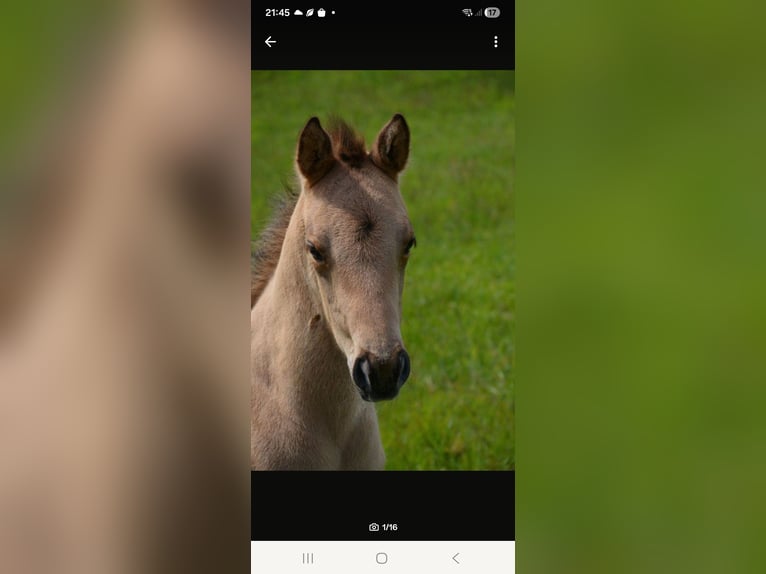 Quarter horse américain Jument Poulain (04/2026) 152 cm Buckskin in Nordhorn