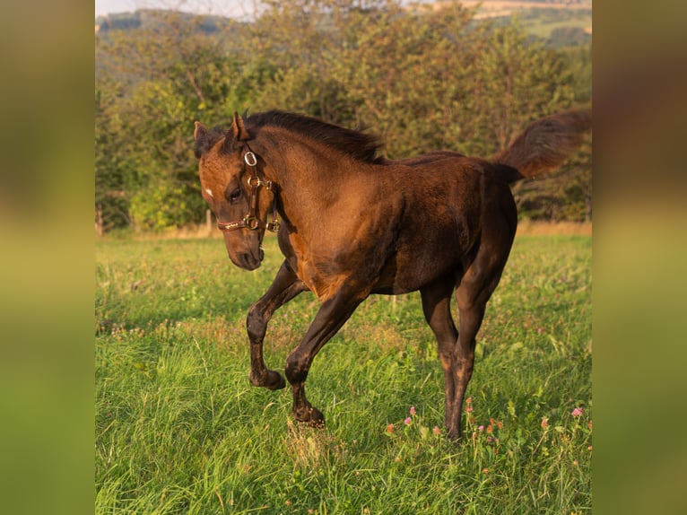 Quarter horse américain Jument Poulain (05/2025) 152 cm Buckskin in Venusberg Quarter horse américain Jument Poulain (05/2025) 152 cm Buckskin in Venusberg