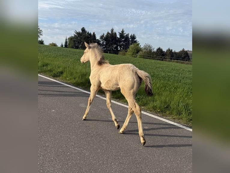 Quarter horse américain Jument Poulain (04/2026) 152 cm Champagne in Daleiden
