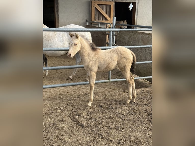 Quarter horse américain Jument Poulain (04/2026) 152 cm Champagne in Daleiden