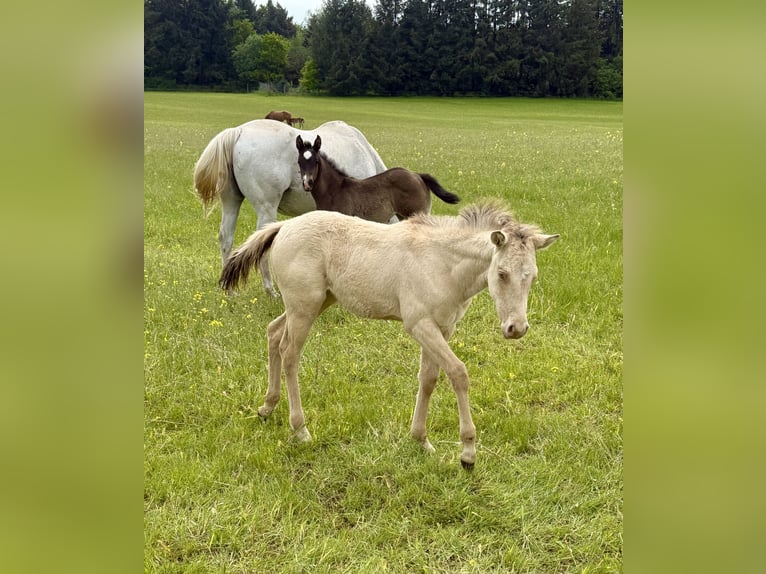 Quarter horse américain Jument Poulain (04/2026) 152 cm Champagne in Daleiden