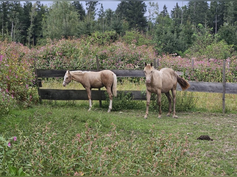 Quarter horse américain Jument Poulain (03/2025) 152 cm Palomino in Halfing