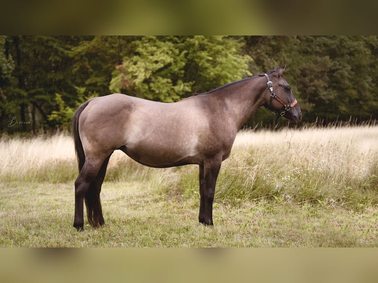 Quarter horse américain Jument Poulain (01/2026) 153 cm Alezan brûlé in Usti nad Labem