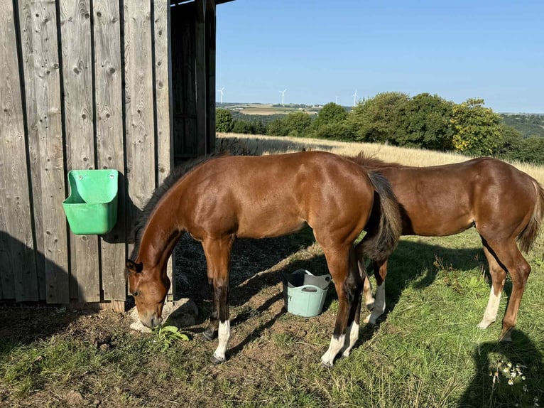Quarter horse américain Jument Poulain (04/2025) 154 cm Bai in Diekrich