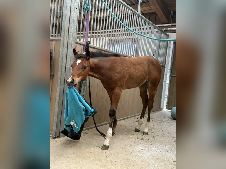 Quarter horse américain Jument Poulain (04/2025) 154 cm Bai in Diekrich