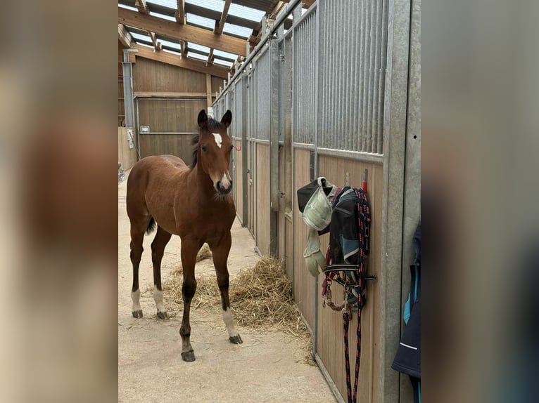 Quarter horse américain Jument Poulain (04/2025) 154 cm Bai in Diekrich