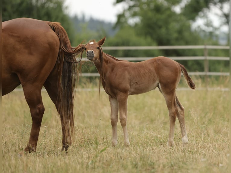 Quarter horse américain Jument Poulain (05/2026) 155 cm Alezan in Waldshut-Tiengen