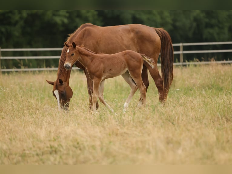 Quarter horse américain Jument Poulain (05/2026) 155 cm Alezan in Waldshut-Tiengen
