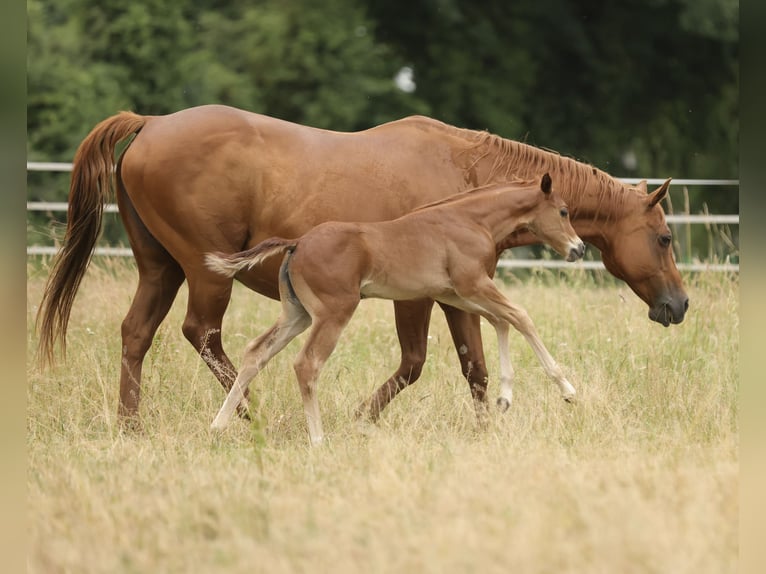 Quarter horse américain Jument Poulain (05/2026) 155 cm Alezan in Waldshut-Tiengen