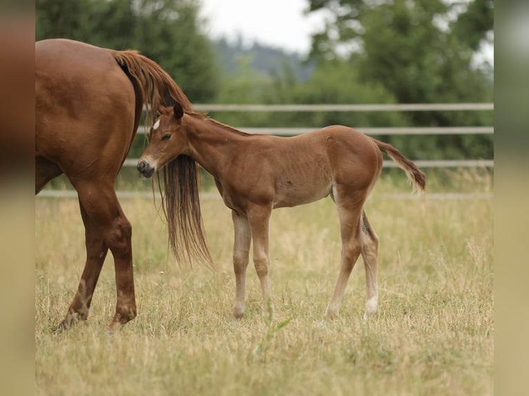 Quarter horse américain Jument Poulain (05/2026) 155 cm Alezan in Waldshut-Tiengen