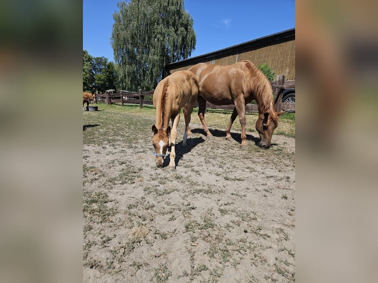 Quarter horse américain Jument Poulain (04/2026) 155 cm Alezan in Bergkamen