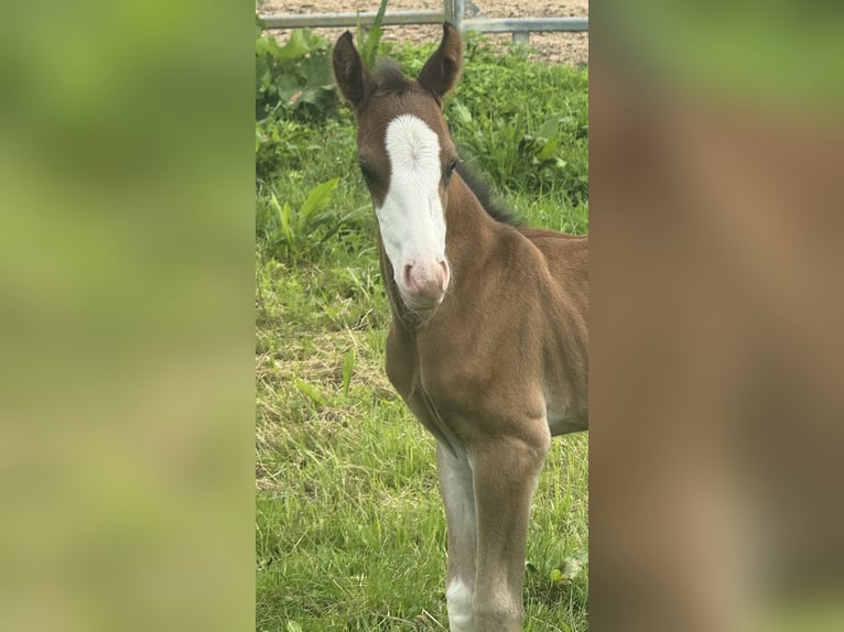 Quarter horse américain Jument  155 cm Bai in MannheiM