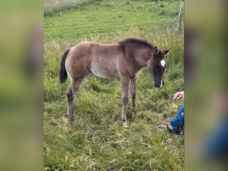 Quarter horse américain Jument Poulain (04/2026) 155 cm Gris in Daleiden