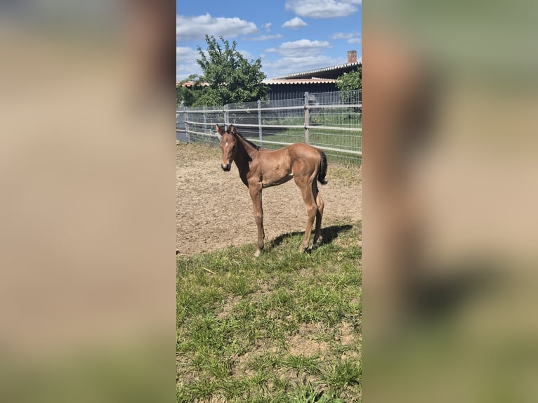 Quarter horse américain Jument  158 cm Bai in Bassum