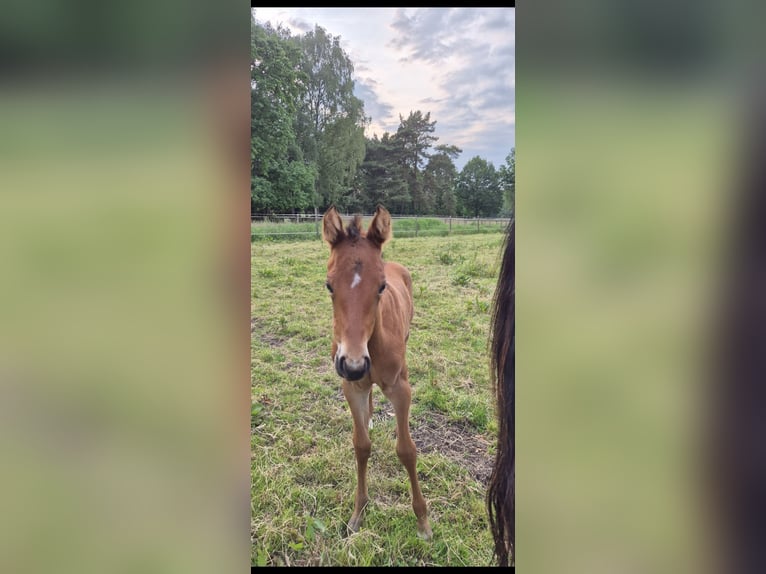 Quarter horse américain Jument  158 cm Bai in Bassum