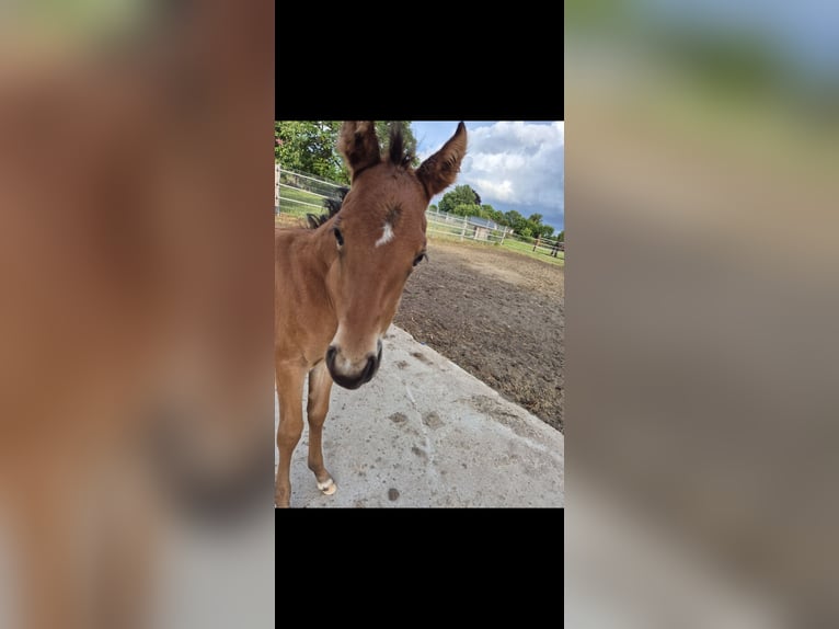 Quarter horse américain Jument  158 cm Bai in Bassum