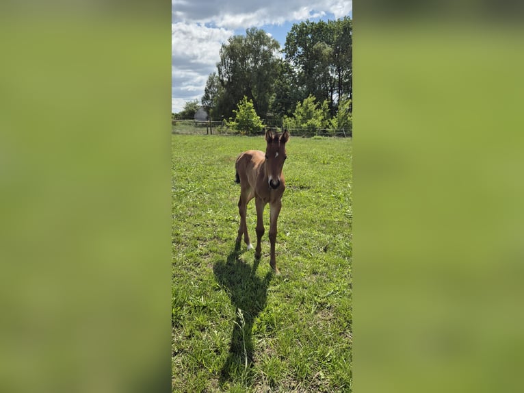 Quarter horse américain Jument  158 cm Bai in Bassum