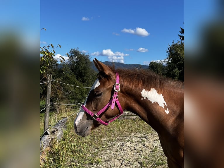 Quarter horse américain Jument Poulain (03/2025) 160 cm Alezan brûlé in KrottendorfKapfenberg