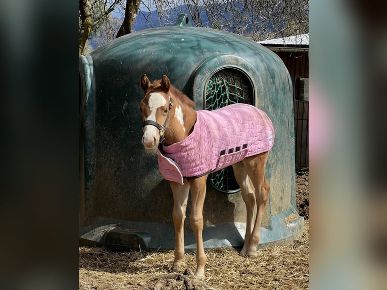 Quarter horse américain Jument Poulain (03/2025) 160 cm Alezan brûlé in KrottendorfKapfenberg