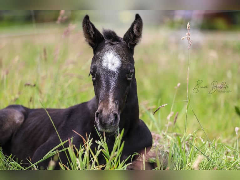 Quarter horse américain Jument Poulain (06/2026) 160 cm Gris (bai-dun) in Bad Zwischenahn