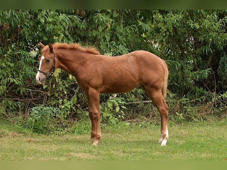Quarter horse américain Jument Poulain (05/2026) Alezan brûlé in Taufkirchen (Vils)