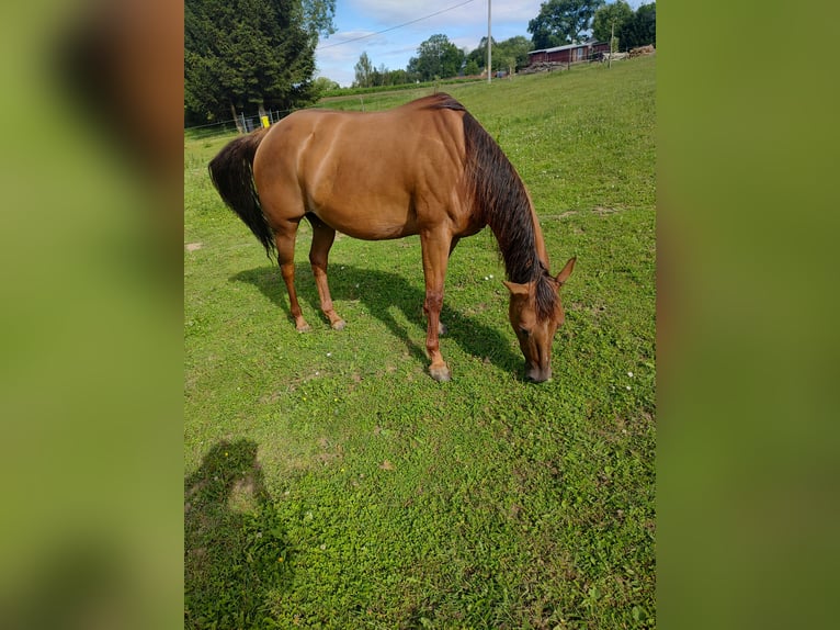 Quarter horse américain Jument Poulain (04/2024) Alezan in Gajówka