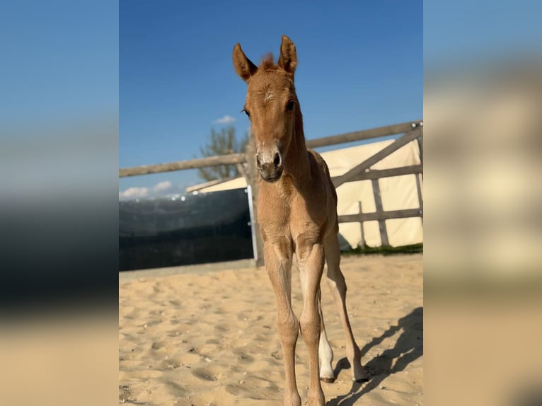 Quarter horse américain Jument Poulain (04/2026) Alezan dun in Považska Bystrica