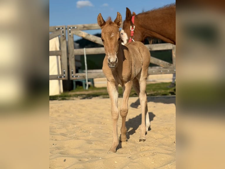 Quarter horse américain Jument Poulain (04/2026) Alezan dun in Považska Bystrica