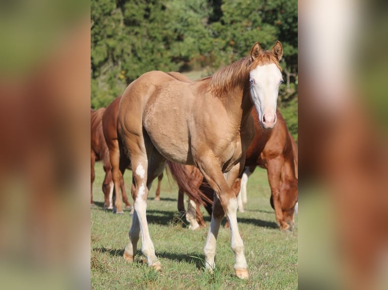 Quarter horse américain Jument Poulain (05/2026) Alezan dun in Alterkülz