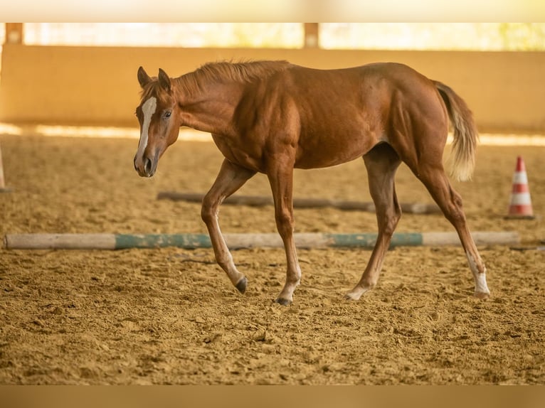 Quarter horse américain Jument Poulain (04/2025) Alezan in Laubach