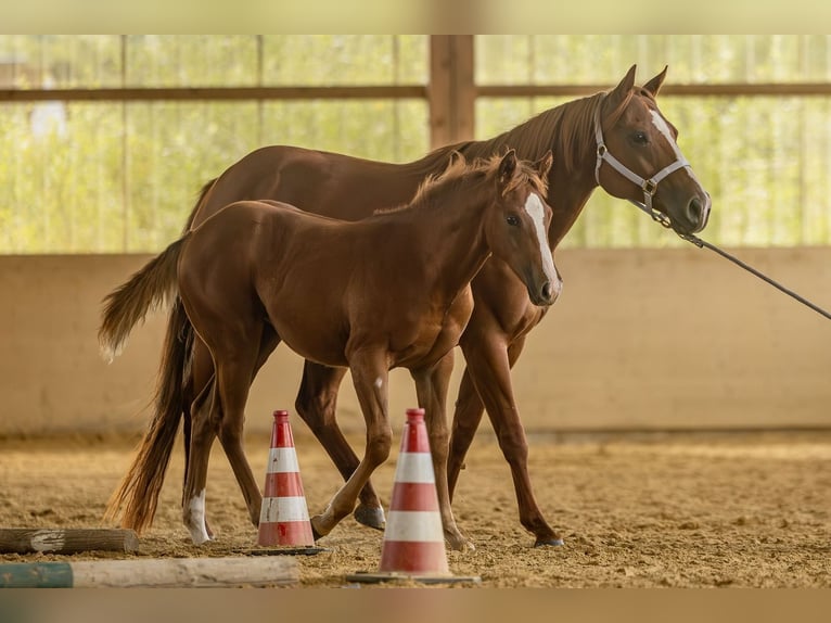 Quarter horse américain Jument Poulain (04/2025) Alezan in Laubach