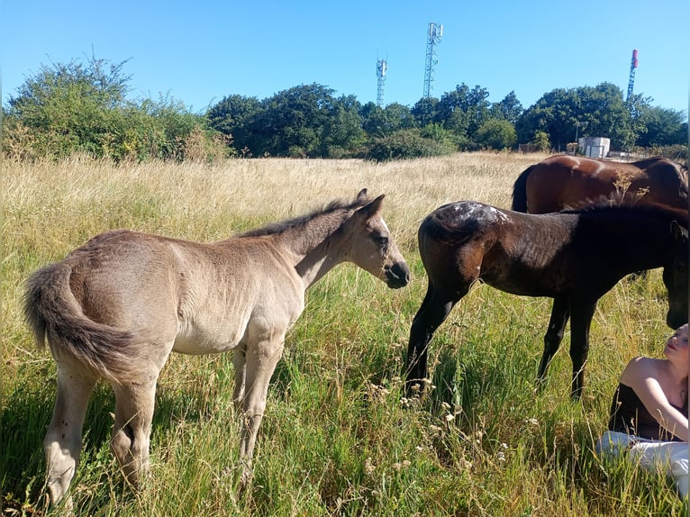 Quarter horse américain Croisé Jument Poulain (06/2026) Bai brun in Cabañas De Juarros