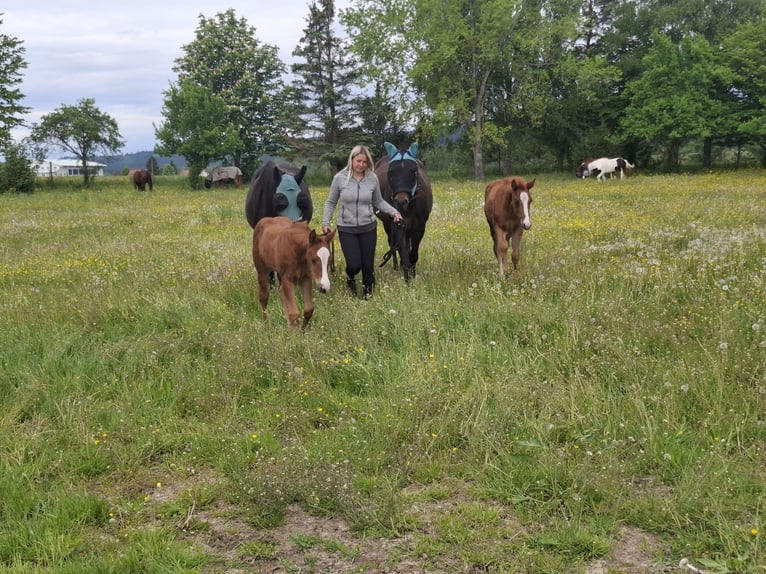 Quarter horse américain Jument  Bai brun in L&#xF6;ffingen Unadingen