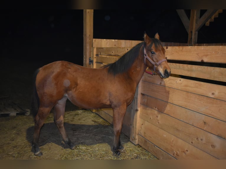 Quarter horse américain Jument Poulain (01/2025) Bai cerise in Lesično