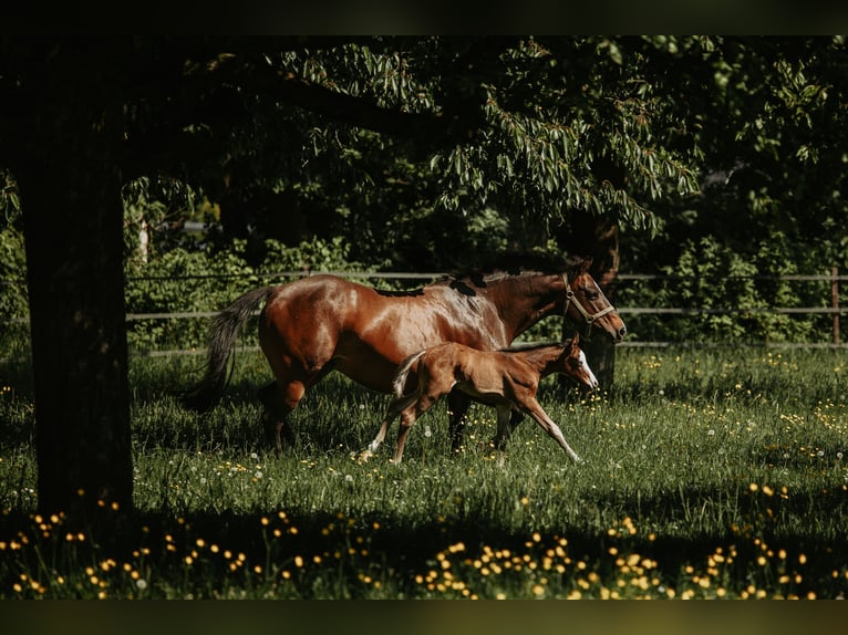 Quarter horse américain Jument Poulain (05/2026) Bai in Bedburg-Hau