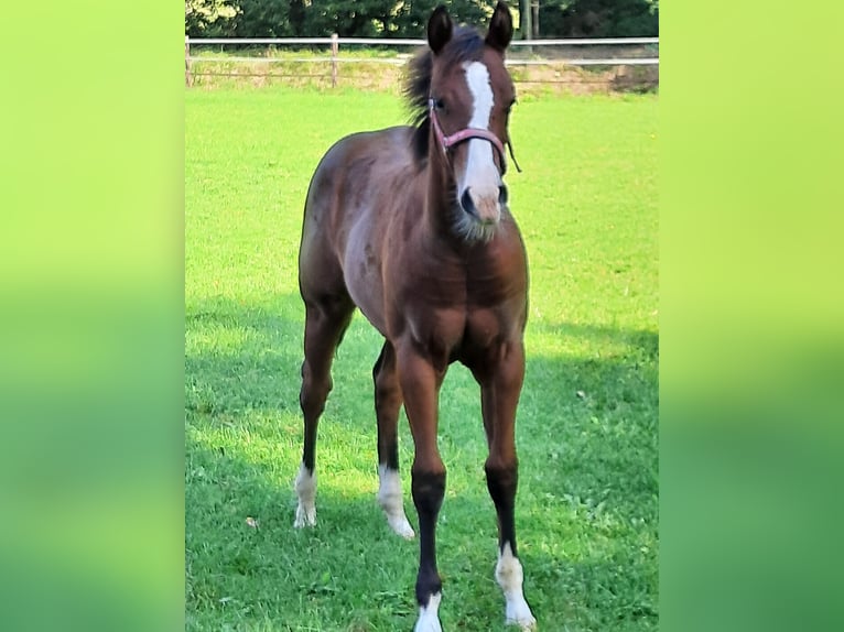 Quarter horse américain Jument Poulain (04/2024) Bai in Bedburg-Hau