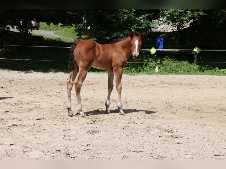 Quarter horse américain Jument Poulain (06/2024) Bai in Neuwied