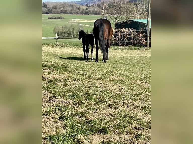 Quarter horse américain Jument  Bai in Peiting