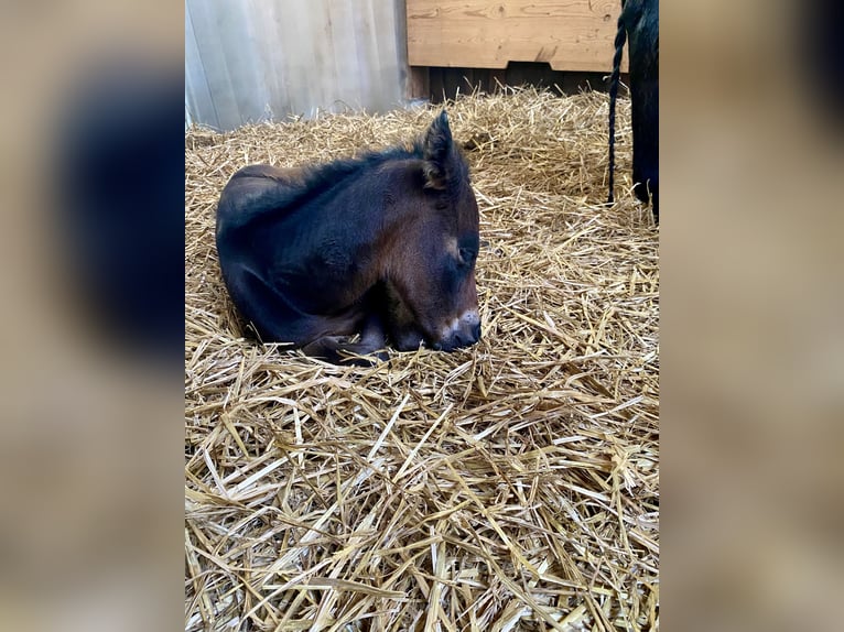 Quarter horse américain Jument  Bai in Peiting