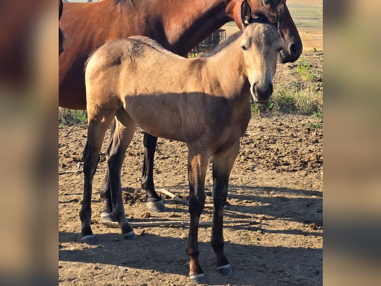 Quarter horse américain Jument Poulain (05/2025) Buckskin in Denton, MT Quarter horse américain Jument Poulain (05/2025) Buckskin in Denton, MT