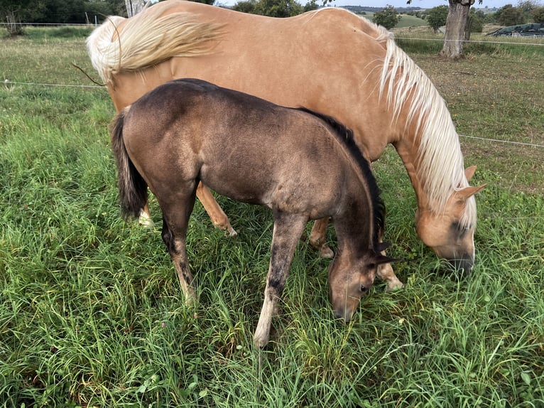 Quarter horse américain Jument Poulain (06/2025) Buckskin in Petit-R&#xE9;derching