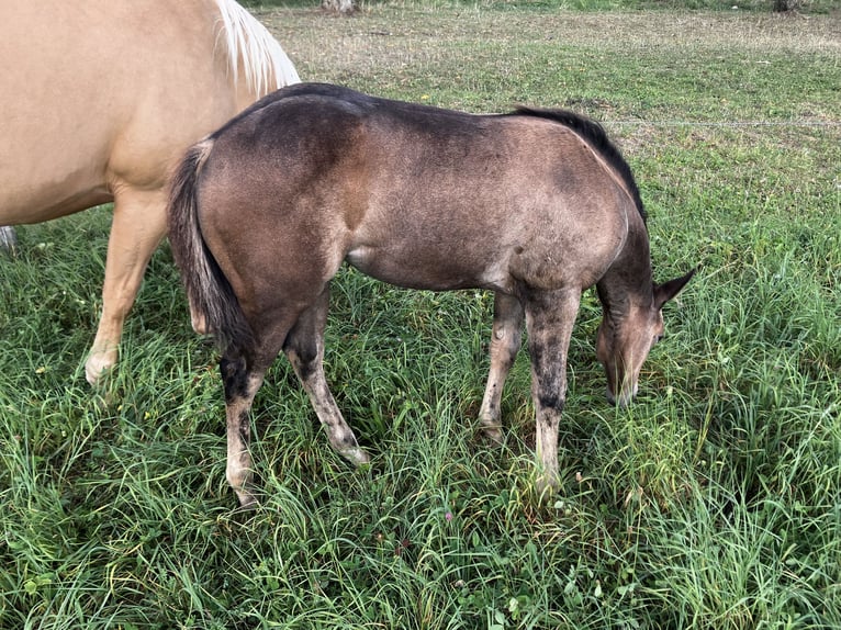 Quarter horse américain Jument Poulain (06/2025) Buckskin in Petit-R&#xE9;derching