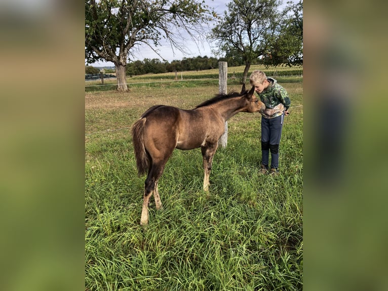 Quarter horse américain Jument Poulain (06/2025) Buckskin in Petit-R&#xE9;derching
