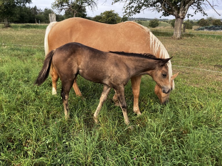 Quarter horse américain Jument Poulain (06/2025) Buckskin in Petit-R&#xE9;derching