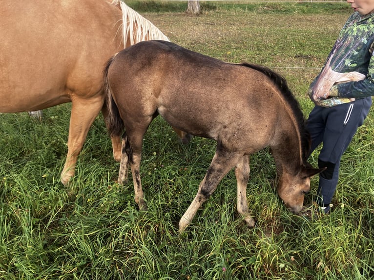 Quarter horse américain Jument Poulain (06/2025) Buckskin in Petit-R&#xE9;derching