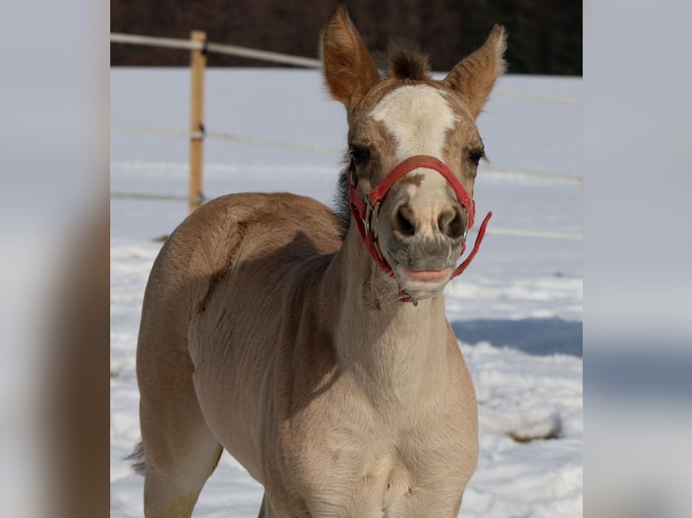 Quarter horse américain Jument Poulain (01/2026) Buckskin in Schlammersdorf