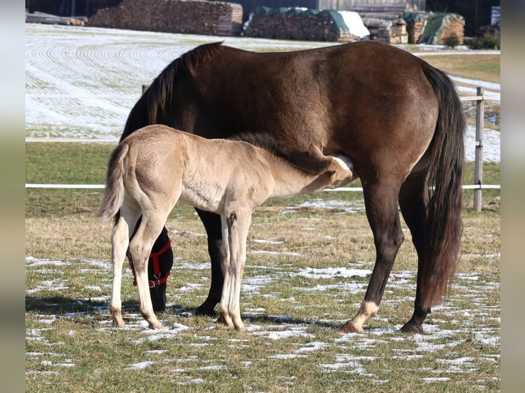 Quarter horse américain Jument Poulain (01/2026) Buckskin in Schlammersdorf