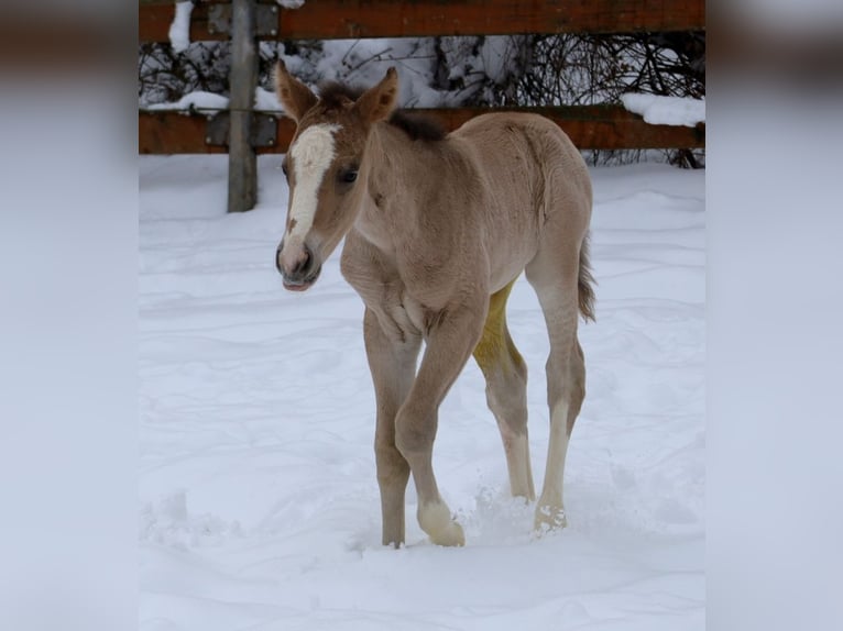 Quarter horse américain Jument Poulain (01/2026) Buckskin in VorbachSchlammersdorf