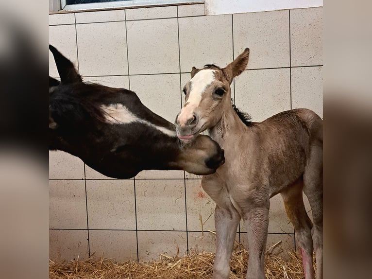 Quarter horse américain Jument Poulain (01/2026) Buckskin in VorbachSchlammersdorf